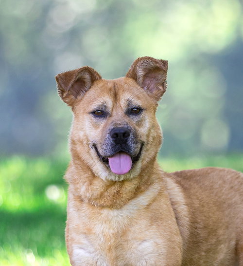 Yogi