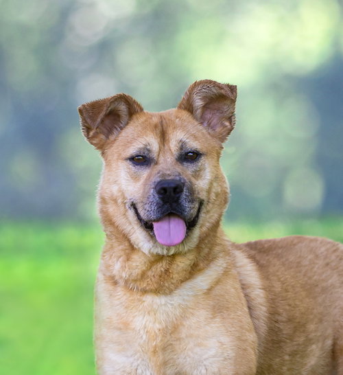 Yogi, an adoptable Terrier in Unionville, PA