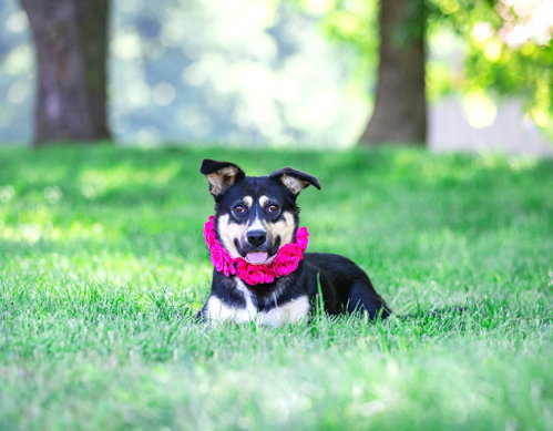 Sally, an adoptable Red Heeler in Unionville, PA