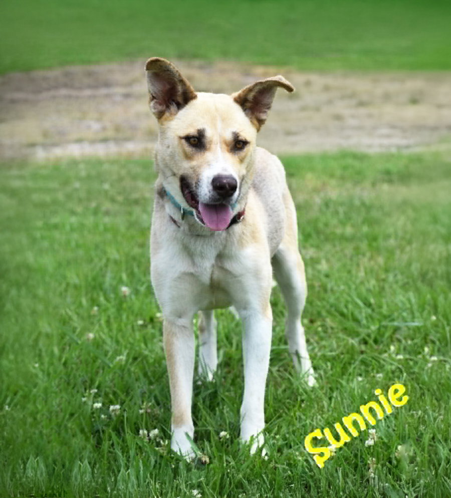 Sunnie