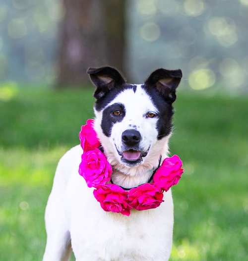 Dottie