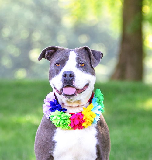 picture of the dog needing adoption