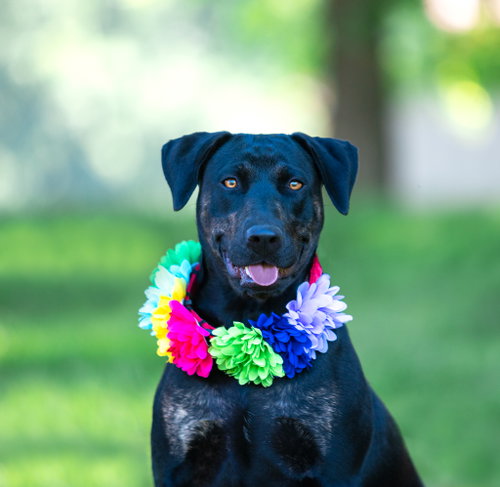 Gerri, an adoptable Labrador Retriever in Unionville, PA