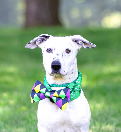 Marko, an adoptable Terrier in Unionville, PA