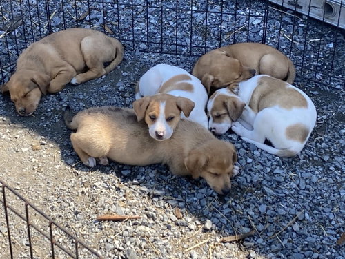 Catahoula Mix Pup Boys