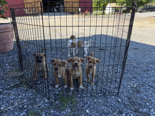 Catahoula Mix Pups Girls