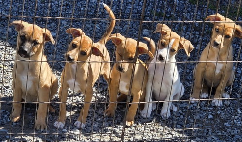 Catahoula Mix Pups Girls, an adoptable Catahoula Leopard Dog in Unionville, PA
