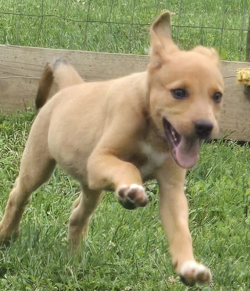 Yel Lab/Cattle dog pyp, an adoptable Yellow Labrador Retriever in Unionville, PA