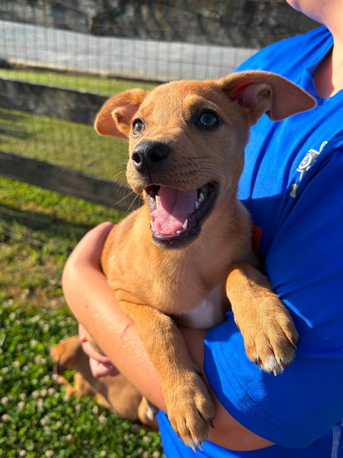 Yel Lab/Cattle Dog Puppy