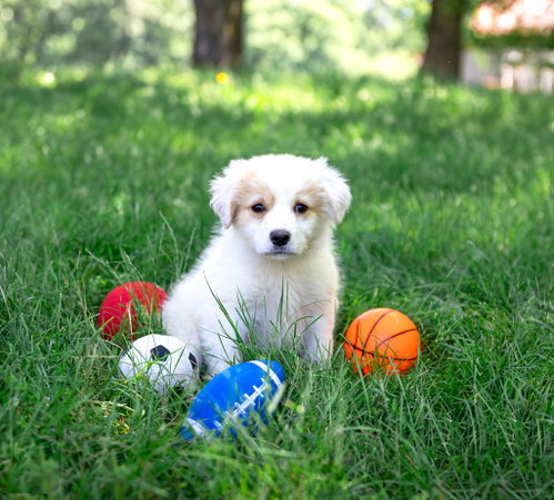 Pyr/Yellow Lab Pup Boys