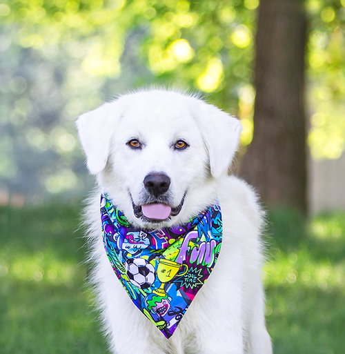 Sammy, an adoptable Great Pyrenees in Unionville, PA