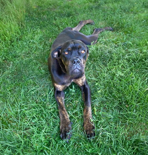 Sadie