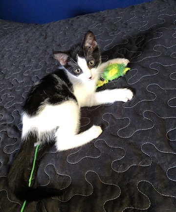 Sasha, an adoptable Domestic Short Hair in Unionville, PA