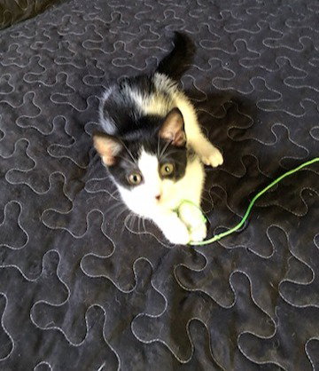 Sasha photo 2