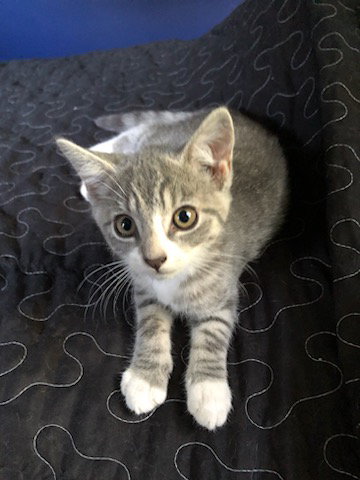 Juanita, an adoptable Domestic Short Hair in Unionville, PA