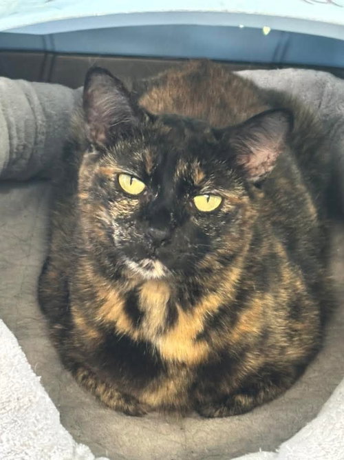 Ariel, an adoptable Domestic Short Hair in Unionville, PA