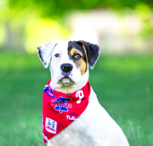 Patches- Tory'S Pup photo 4