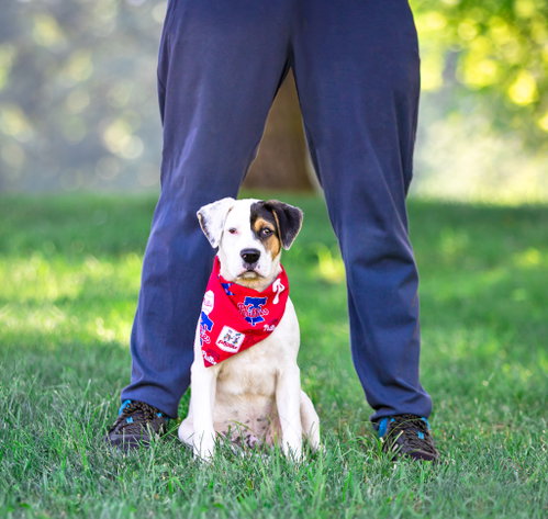 Patches- Tory'S Pup photo 5