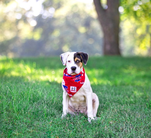 Patches- Tory'S Pup photo 3