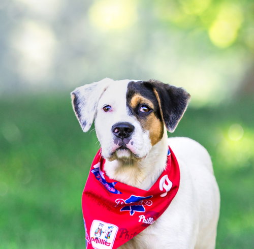 Patches- Tory's Pup, an adoptable Labrador Retriever in Unionville, PA