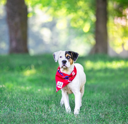 Patches- Tory'S Pup photo 2