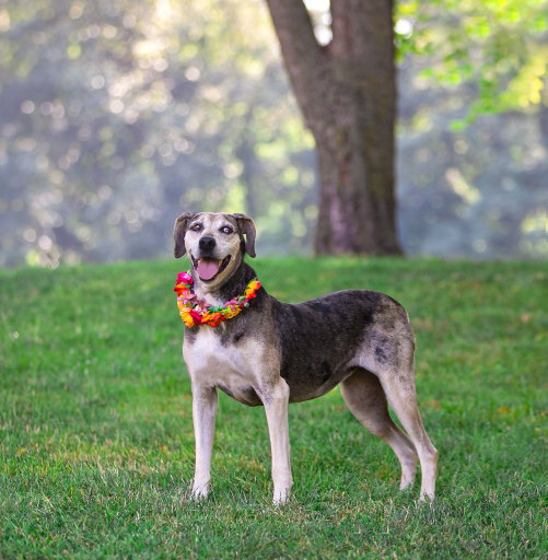 Skye photo 2