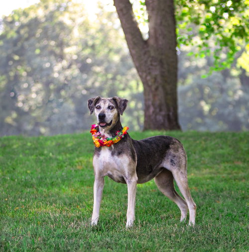Skye photo 4