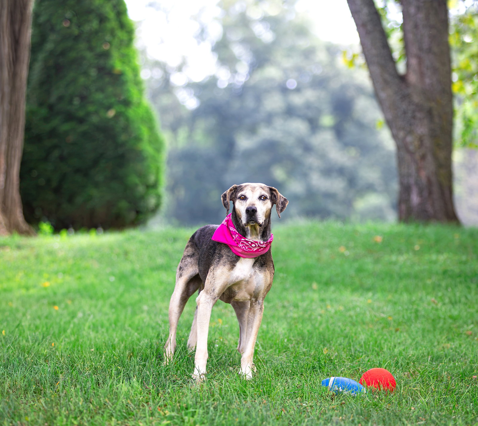 Skye, photo 8