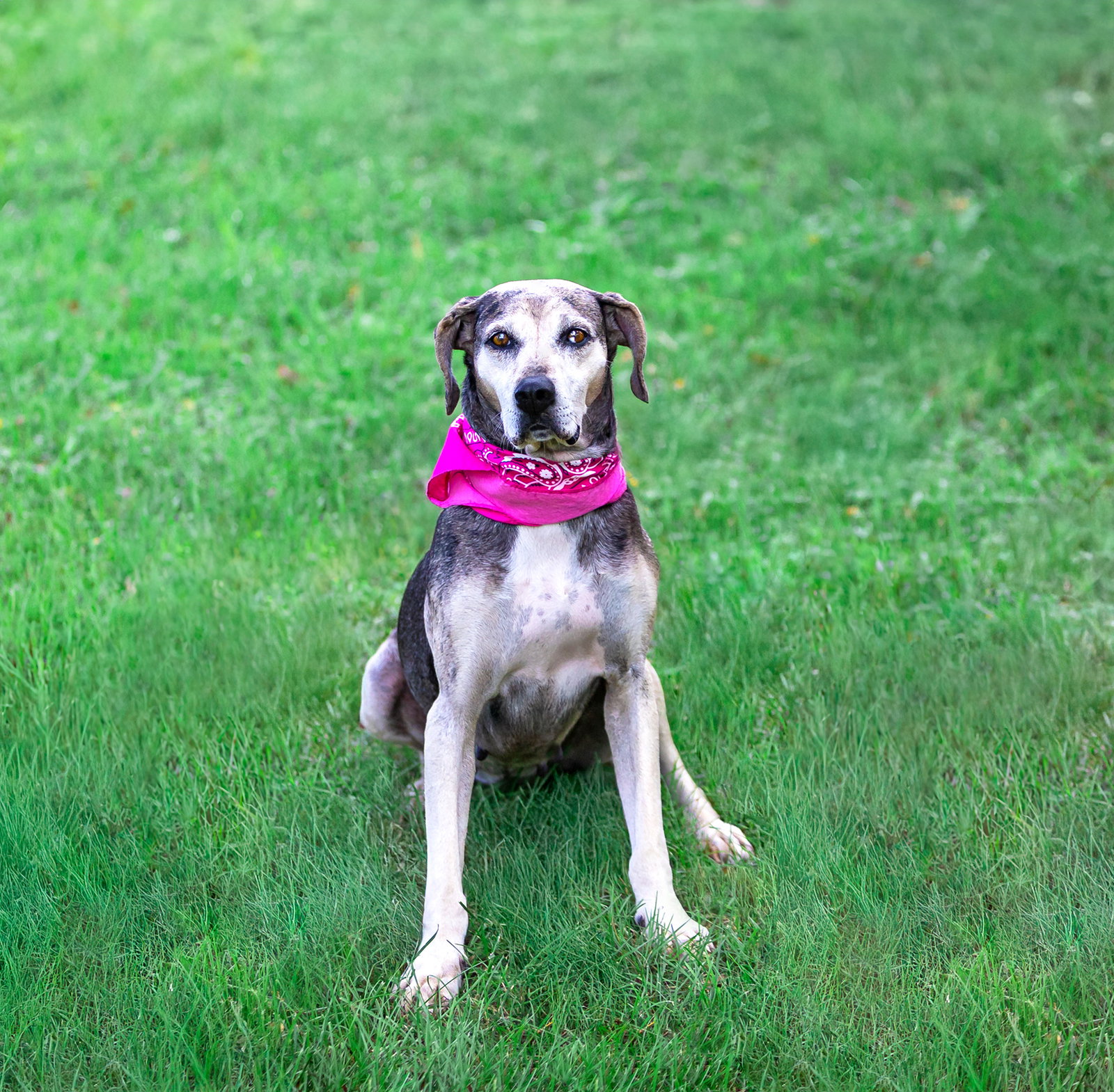 Skye, photo 4