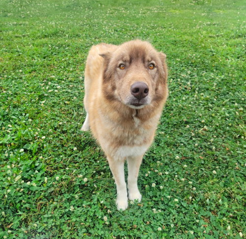 Hondo, an adoptable Husky in Unionville, PA