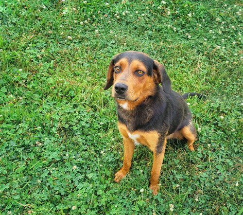 Rosco