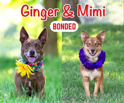 Ginger, an adoptable Corgi in Unionville, PA
