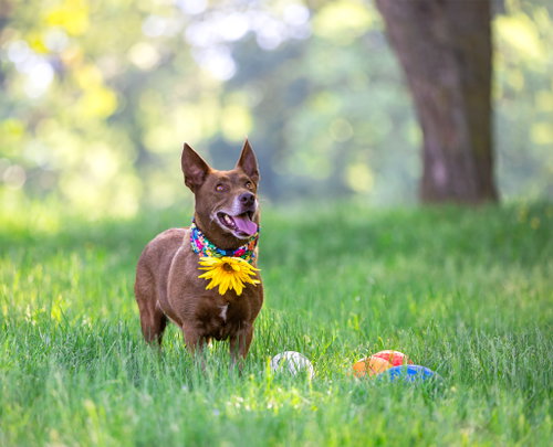 Ginger photo 6
