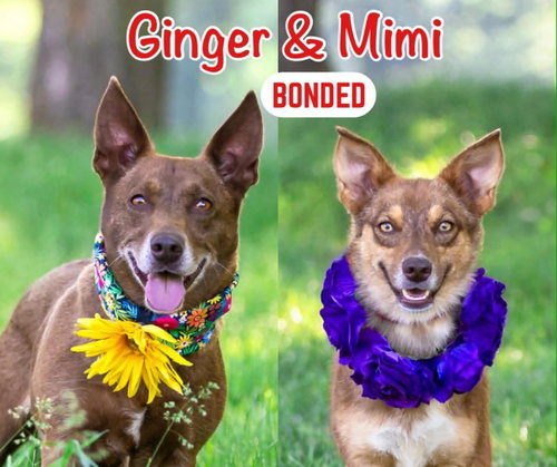 Mimi, an adoptable Corgi in Unionville, PA