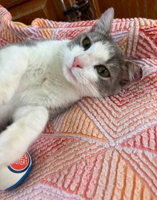 Logan, an adoptable Domestic Short Hair in Unionville, PA