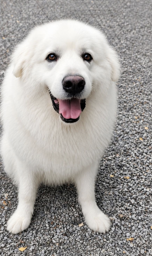 Axel