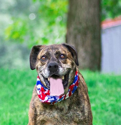 picture of the dog needing adoption