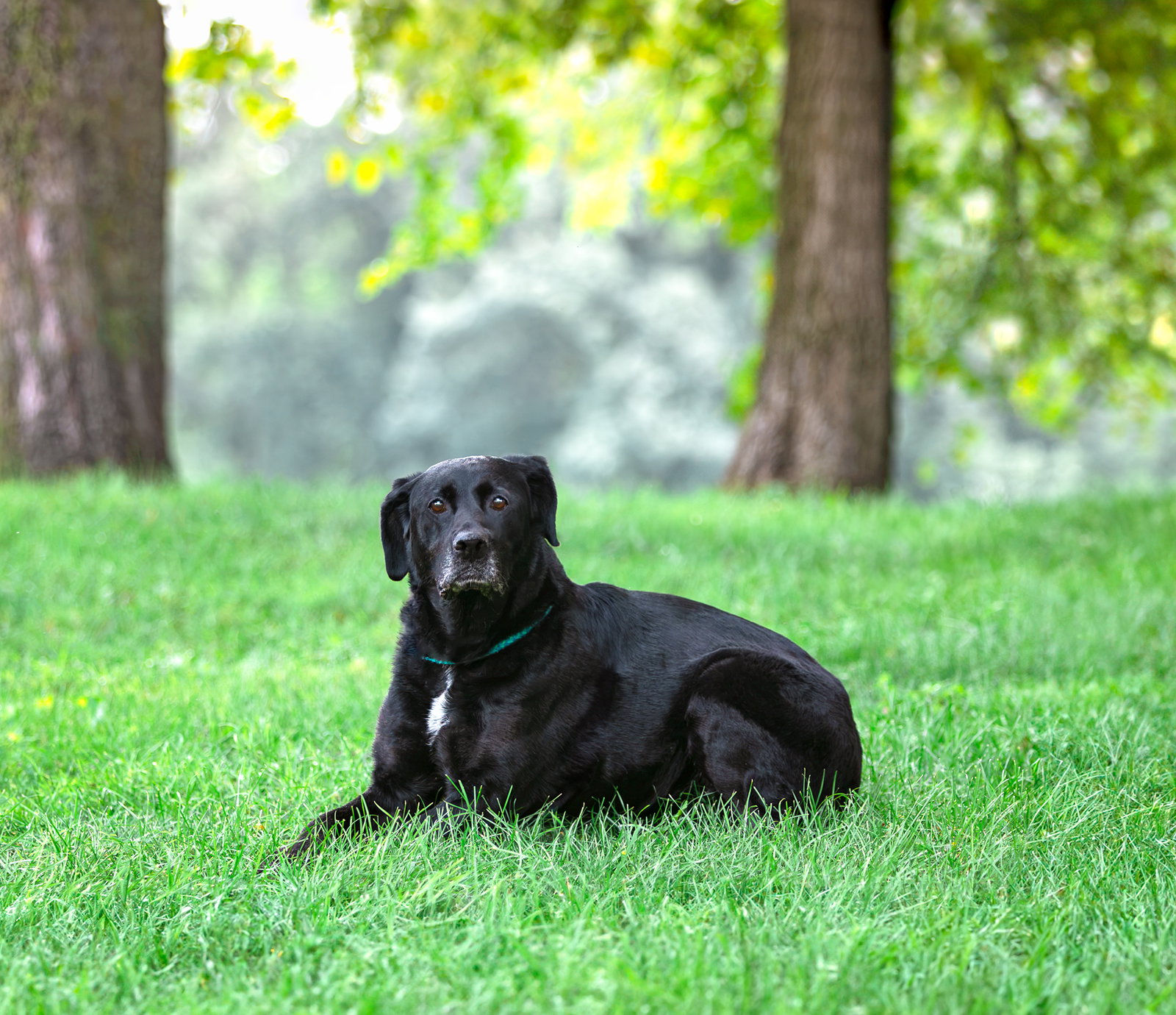 Whitney, dog