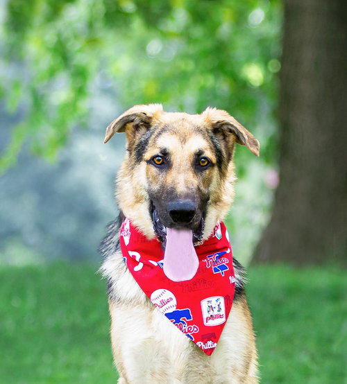 picture of the dog needing adoption