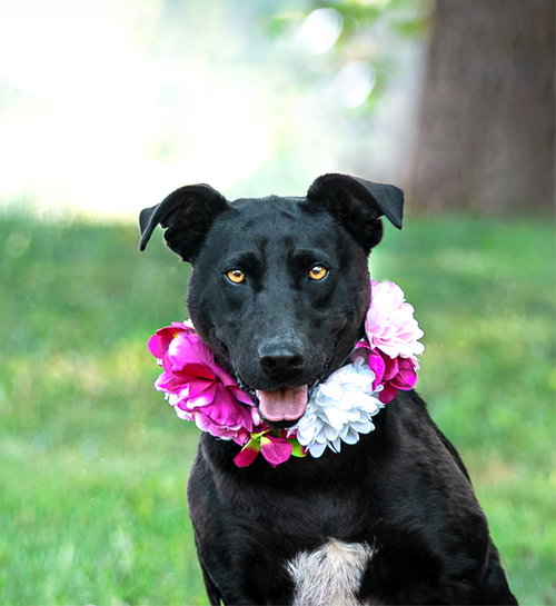 picture of the dog needing adoption