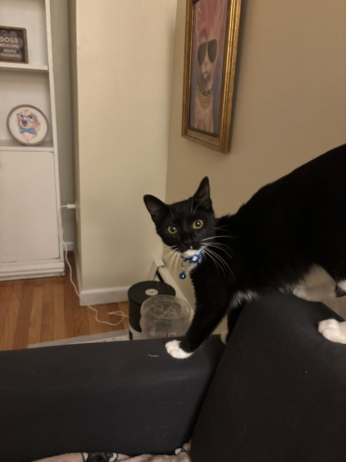 picture of the cat needing adoption