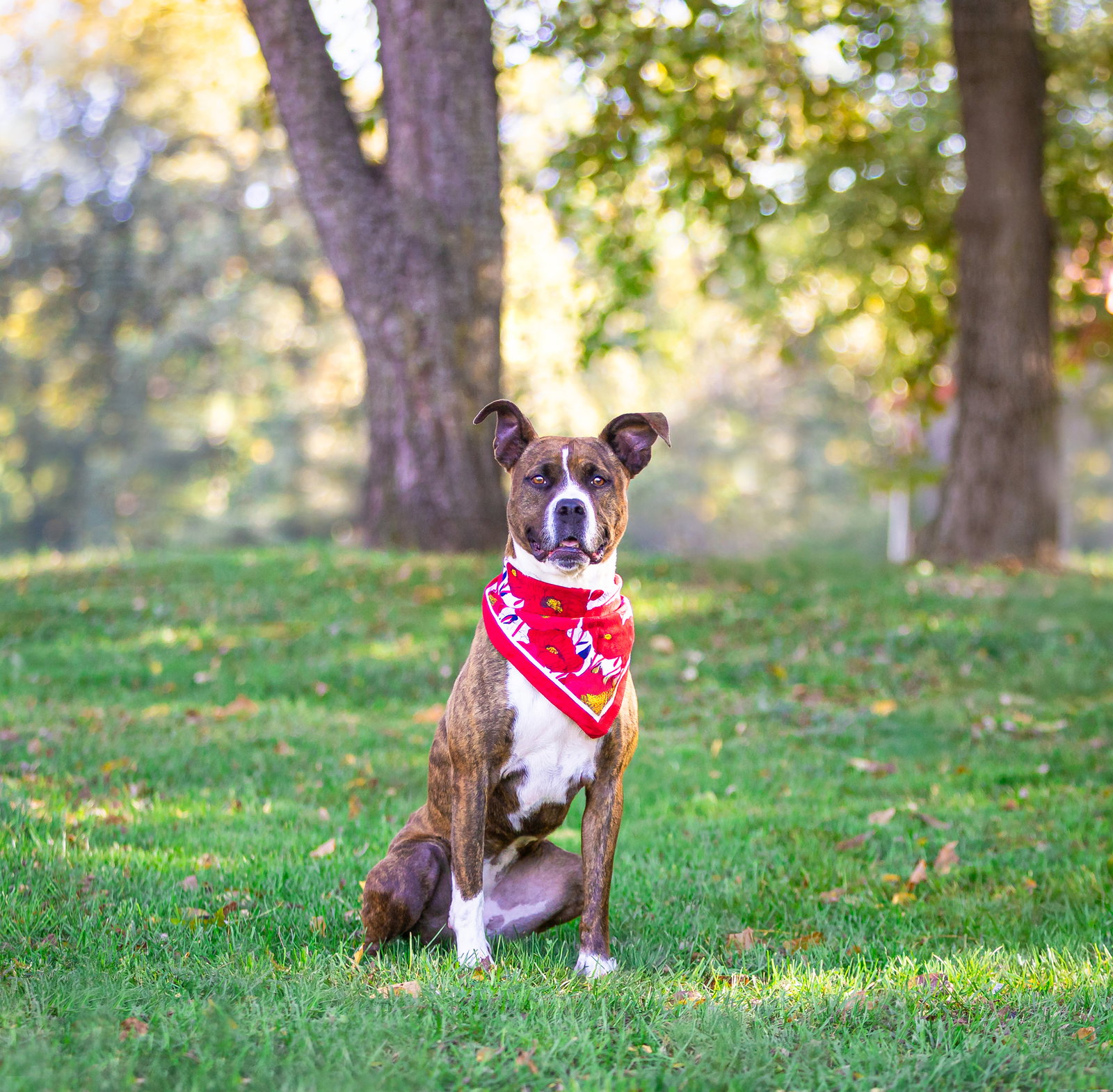 Lakota, photo 2