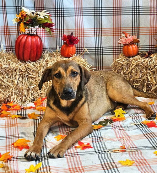 picture of the dog needing adoption