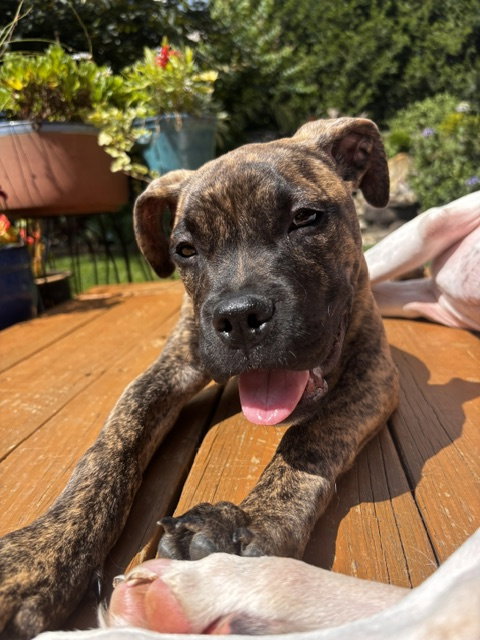picture of the dog needing adoption