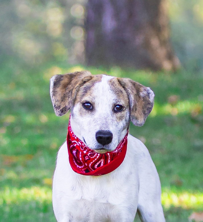 Hound Mix Pups Boys, photo 3