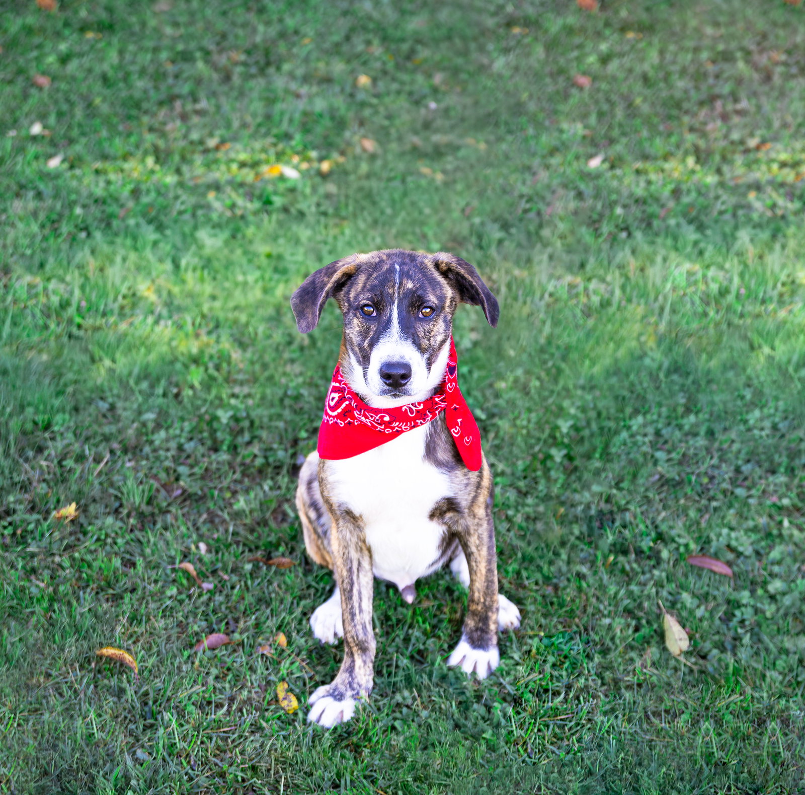 Hound Mix Pups Boys, photo 4