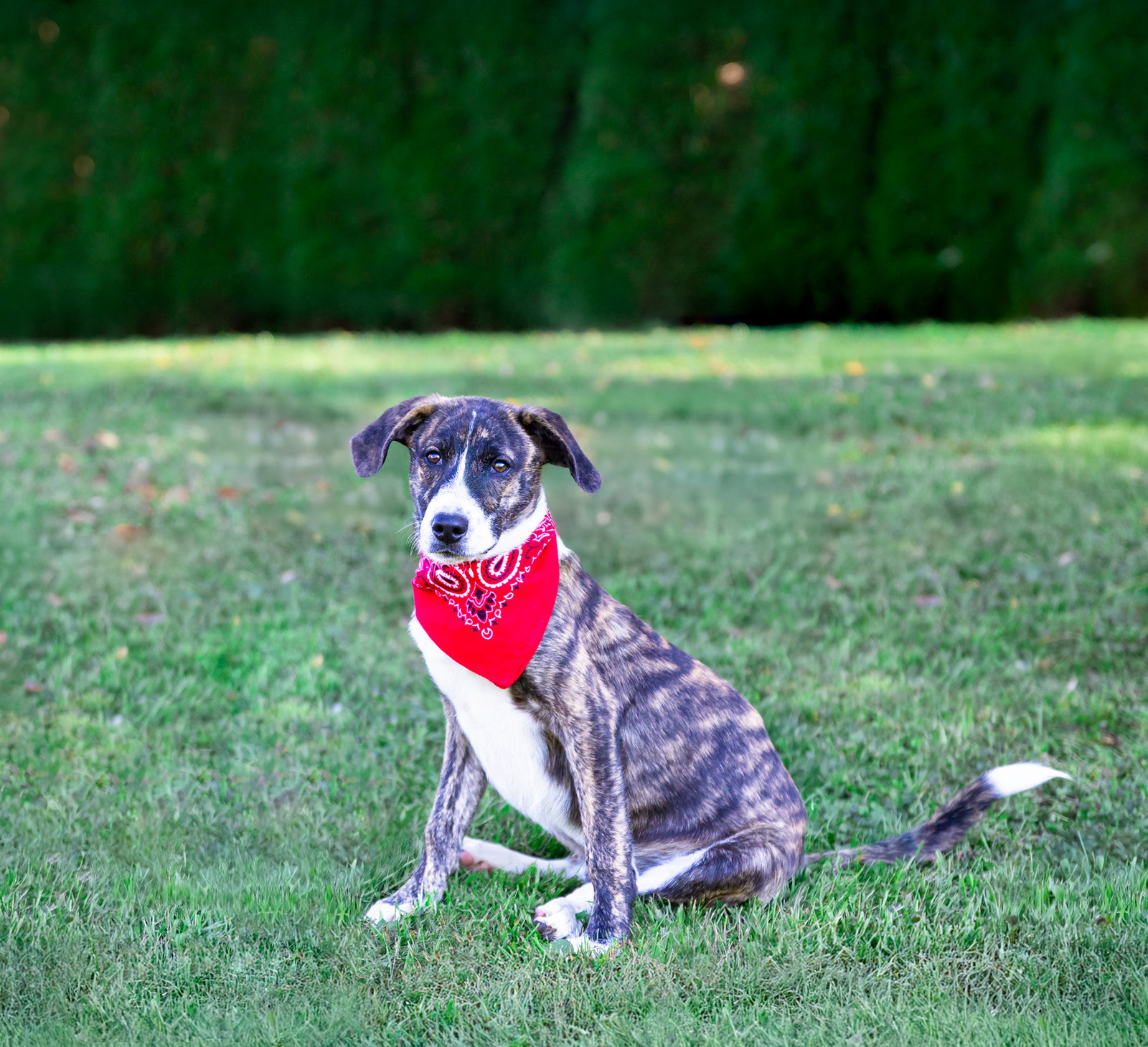 Hound Mix Pups Boys, photo 12