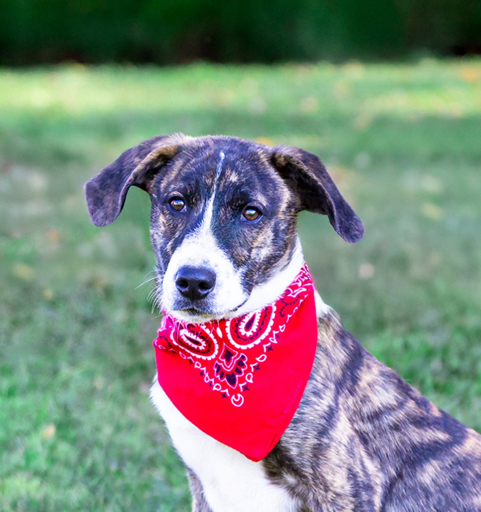Hound Mix Pups Boys, photo 13