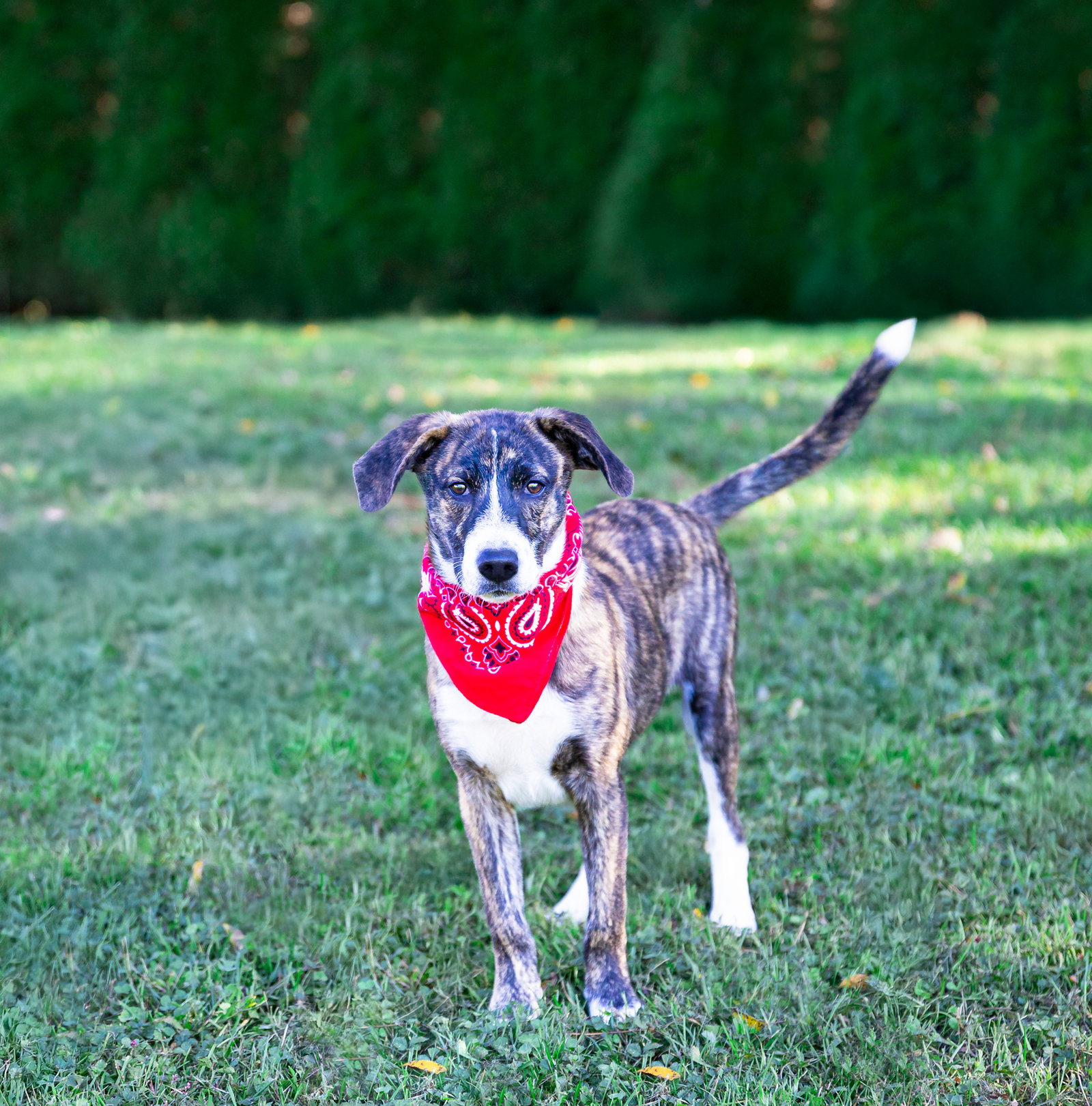 Hound Mix Pups Boys, photo 14