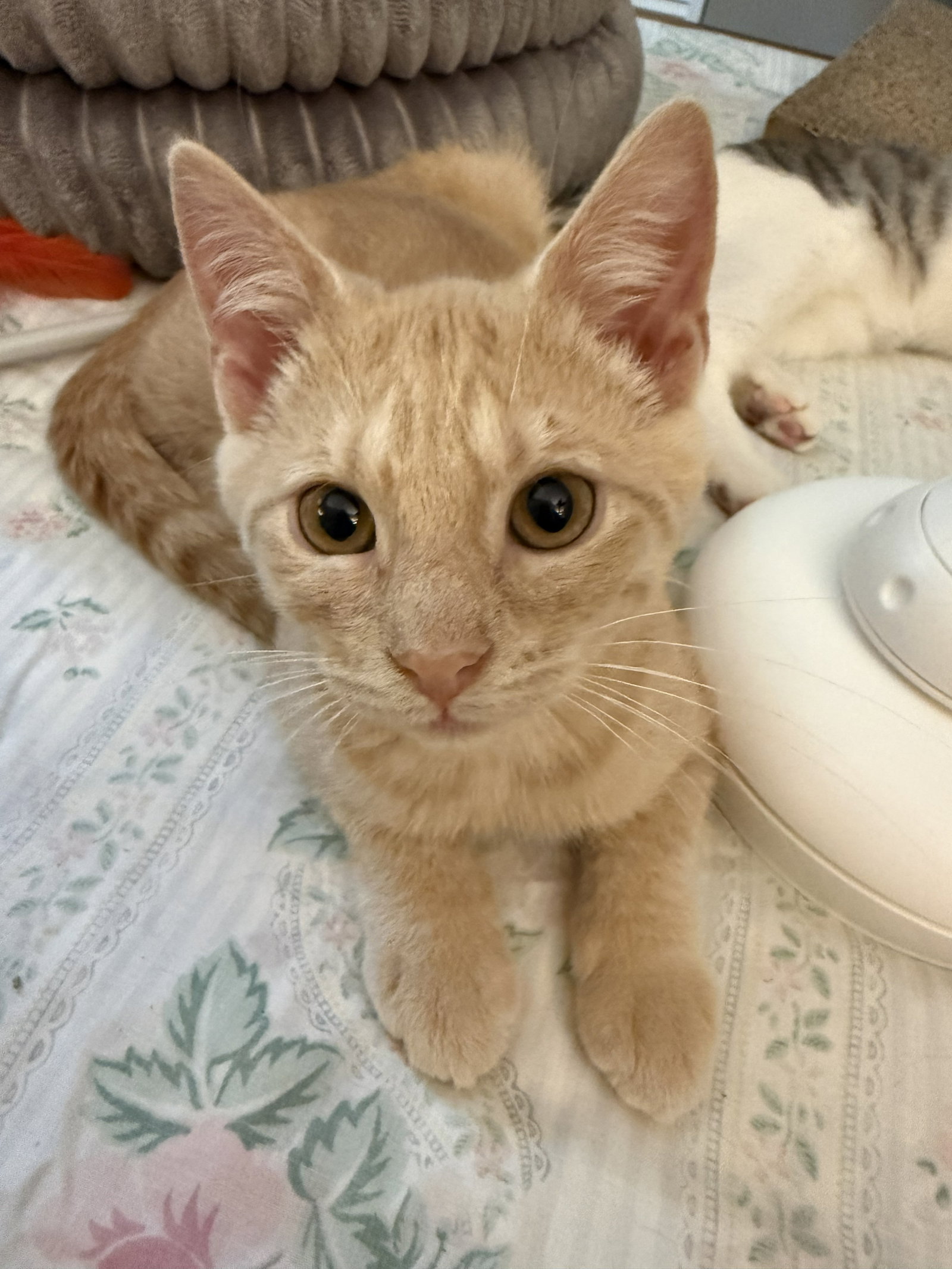 Awesome Auggie, Domestic Short Hair